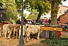 Viehmarkt und Kirmes 2012